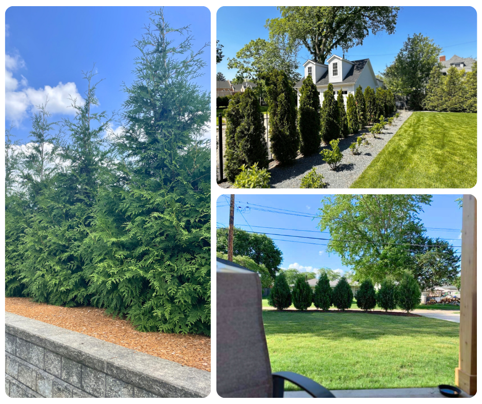 Collage of Arborvitae Trees providing privacy.